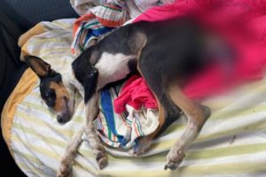 Lee más sobre el artículo ¡Aberrante! De un machetazo cortaron la cola de una perrita en Natagaima