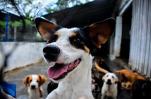 Lee más sobre el artículo Finalice el mes del amor y la amistad brindándole un hogar a un ‘peludito’ en Ibagué