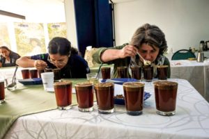 Lee más sobre el artículo Café del municipio de Ataco será exportado a Europa, Asia y Norteamérica