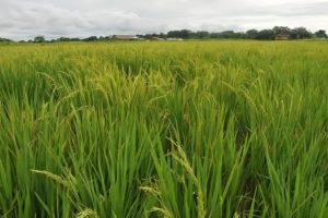 Lee más sobre el artículo Campesinos del Tolima aseguran que el campo está en cuidados intensivos