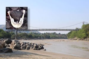 Lee más sobre el artículo ¡Qué impresión! Encontraron maxilar inferior con brackets en aguas del río Magdalena en Honda 