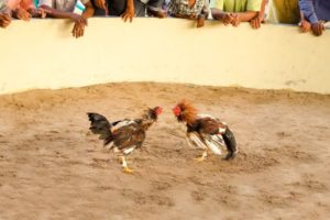Lee más sobre el artículo Concejo de Chaparral pide que se acaben las ‘peleas de gallos’ en el municipio