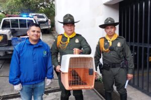 Lee más sobre el artículo Autoridades rescataron 14 especies silvestres en Ibagué