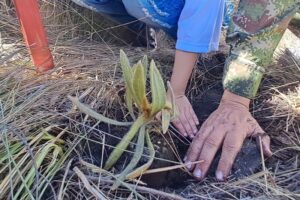 Lee más sobre el artículo Dos mil frailejones fueron sembrados en Murillo, norte del Tolima