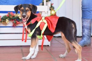 Lee más sobre el artículo Prográmese para el ‘Desfile Navideño de Mascotas’ en Ibagué