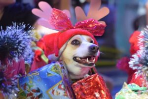 Lee más sobre el artículo Más de 100 peludos participaron en el Desfile Navideño de Mascotas que se realizó en Ibagué