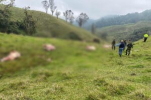 Lee más sobre el artículo ¡Abigeato! Delincuentes hurtaron y sacrificaron siete reses en Santa Isabel