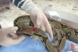 Lee más sobre el artículo Cortolima rescató una boa constrictor lesionada con machete