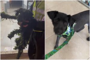 Lee más sobre el artículo Policías de Melgar le salvaron la vida a ‘Rocky’