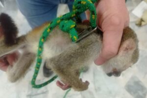 Lee más sobre el artículo Autoridades recuperaron un mono ardilla que estaba domesticado en Ibagué