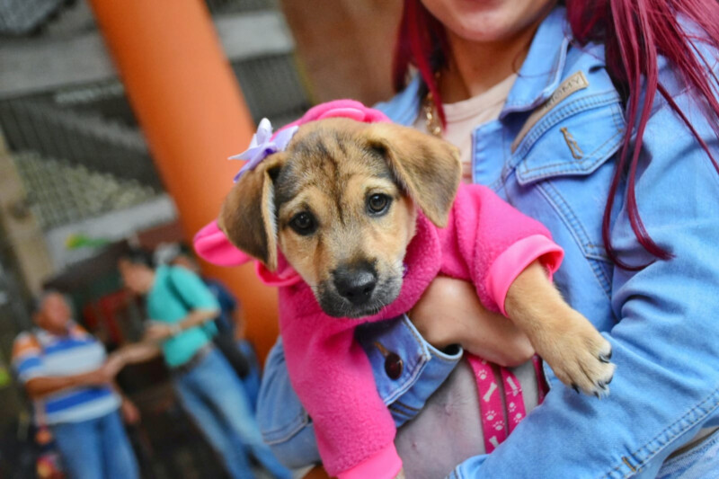 Lee más sobre el artículo ¿Quiere adoptar un peludito? Aproveche la jornada de adopción que se realizará hoy en Ibagué