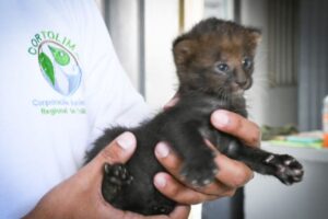 Lee más sobre el artículo Campesino del Líbano encontró dos crías de jaguarundí