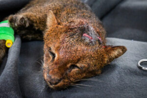 Lee más sobre el artículo Cortolima trata de salvarle la vida a yaguarundí que sufrió accidente