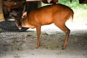 Lee más sobre el artículo Cortolima rescató a un venado que tenían como mascota en Ibagué