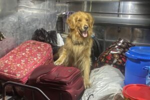 Lee más sobre el artículo ‘Killer’ halló 11 kilos de marihuana en Cajamarca