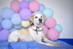 Lee más sobre el artículo Adopta un ‘peludito’ del CAPA este sábado