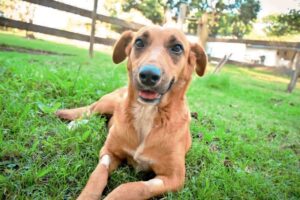 Lee más sobre el artículo Conozca cómo denunciar casos de maltrato animal en Ibagué