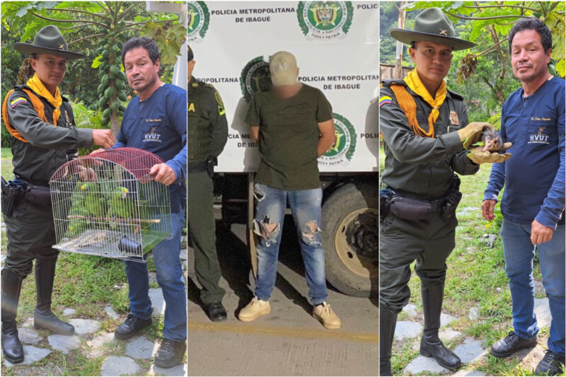 Lee más sobre el artículo Autoridades incautaron madera y rescataron cinco especies silvestres en Ibagué