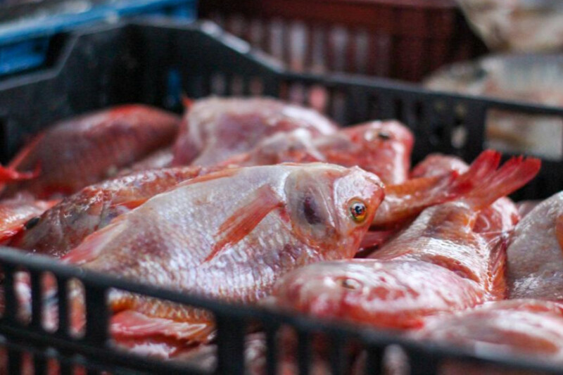 Lee más sobre el artículo ¡Pilas ibaguereño! Tenga en cuenta estas recomendaciones para el consumo de pescado