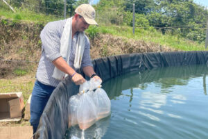 Lee más sobre el artículo Productores del Tolima recibieron 80 mil alevinos de tilapia roja