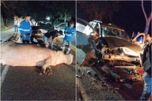 Lee más sobre el artículo Accidente de tránsito cobró la vida de un hipopótamo en vías de Antioquia