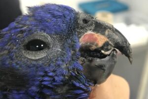 Lee más sobre el artículo Cortolima realizó exitosa cirugía reconstructiva a loro cabeciazul