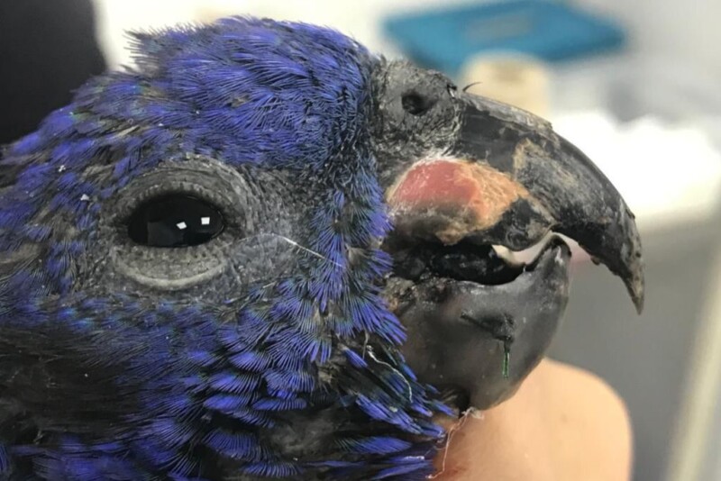 Lee más sobre el artículo Cortolima realizó exitosa cirugía reconstructiva a loro cabeciazul