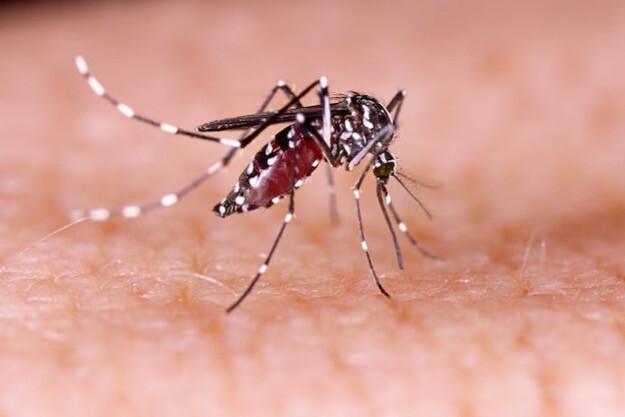 En este momento estás viendo ¡En aumento! Ibagué registra más de 400 casos de dengue