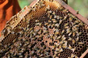 Lee más sobre el artículo Ibagué se viste de amarillo y negro para celebrar el Día Mundial de las Abejas