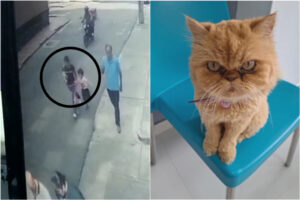 Lee más sobre el artículo ¡El colmo! Mujer se robó una gata en zona céntrica de Ibagué
