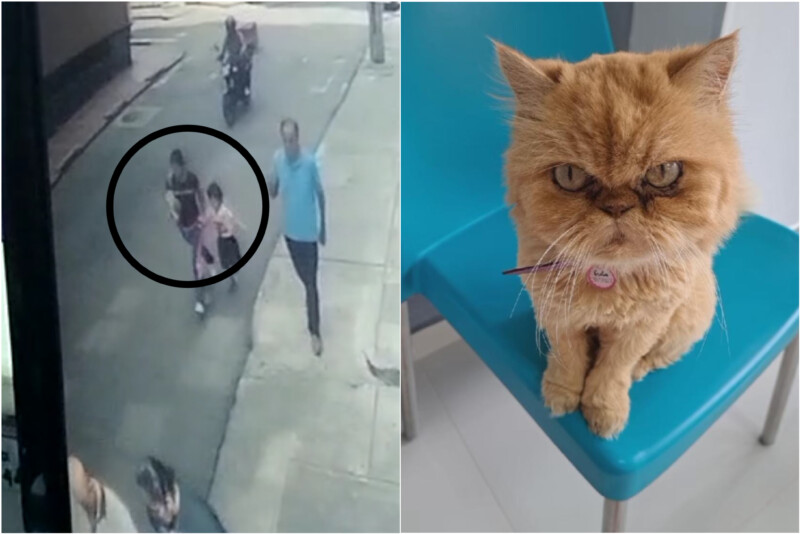En este momento estás viendo ¡El colmo! Mujer se robó una gata en zona céntrica de Ibagué