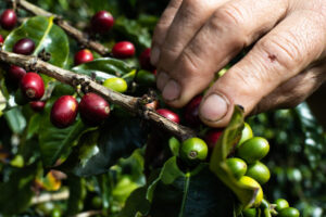 Lee más sobre el artículo El Tolima tendrá su propia feria internacional de café