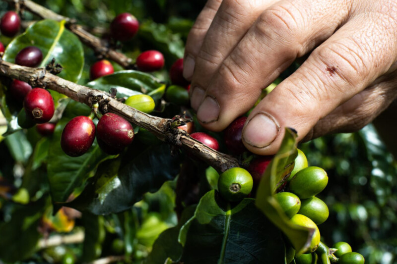Lee más sobre el artículo El Tolima tendrá su propia feria internacional de café