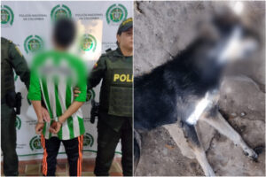 Lee más sobre el artículo ¡Aberrante! A golpes, sujeto le quitó la vida a un ‘peludito’ en el Tolima