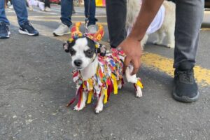 Lee más sobre el artículo Más de 600 animales participaron en el Desfile Sampedrino de Mascotas