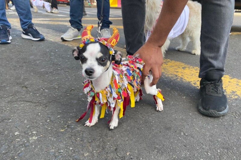 Lee más sobre el artículo Más de 600 animales participaron en el Desfile Sampedrino de Mascotas