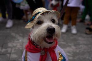 Lee más sobre el artículo Alisten los ‘peluditos’ para el segundo Desfile Sampedrino de Mascotas en Ibagué
