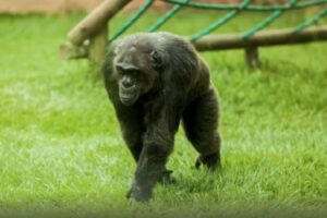 Lee más sobre el artículo Procuraduría pide claridad sobre la muerte de dos chimpancés en Pereira