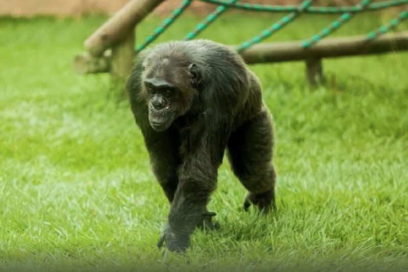 Lee más sobre el artículo Procuraduría pide claridad sobre la muerte de dos chimpancés en Pereira