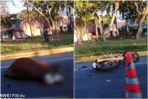 Lee más sobre el artículo Motociclista resultó herido tras estrellarse contra una vaca en la variante de Ibagué