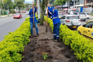 Lee más sobre el artículo Inicia la resiembra en los jardines urbanos de la carrera Quinta de Ibagué