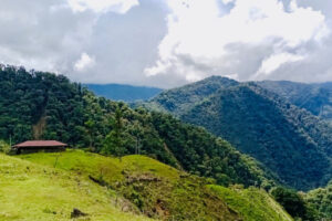 Lee más sobre el artículo Familias rurales de Chaparral reciben incentivos económicos por proteger el bosque alto andino