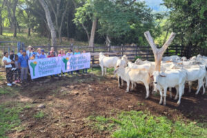 Lee más sobre el artículo Agencia Nacional de Tierras fortalece actividad pecuaria en resguardo indígena de Ortega