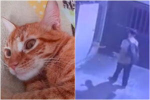 Lee más sobre el artículo Fiscalía imputó cargos al hombre señalado de agredir a una gata en Ibagué