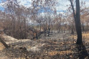 Lee más sobre el artículo ¡Pilas! El Tolima se mantiene en alerta por probabilidad de incendios forestales&nbsp;