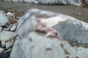 Lee más sobre el artículo ¡Preocupante! Aumentan los casos de crueldad animal en el Cañón del Combeima