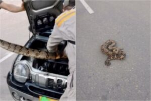 Lee más sobre el artículo Conductor encontró una boa constrictor en el motor de su vehículo en Ibagué