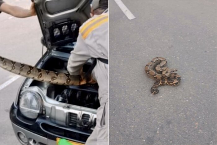 Lee más sobre el artículo Conductor encontró una boa constrictor en el motor de su vehículo en Ibagué