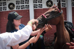 Lee más sobre el artículo ¡Confirmado! No habrá cabalgatas en el Festival Folclórico de Ibagué