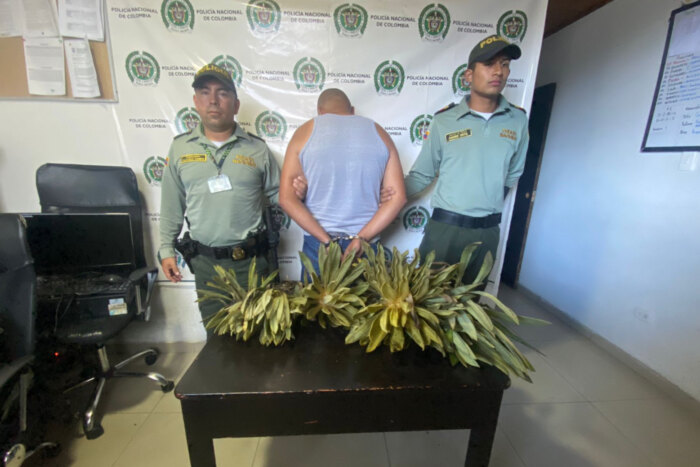 Lee más sobre el artículo Capturado hombre que extrajo frailejones en la vía Murillo – Manizales